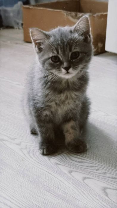 Британский мушукча сотилади