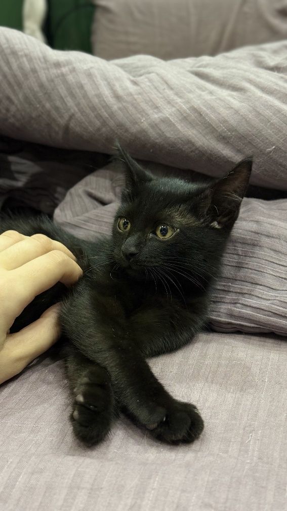 Отдам  бесплатно котенка
