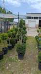 Amenajări exterioare cu plante ornamentale și copacii decorativi