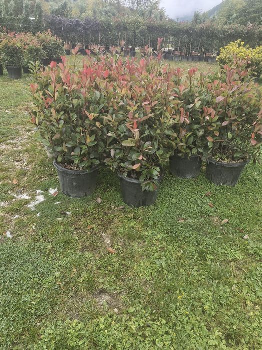 Tuia leylandii super oferta