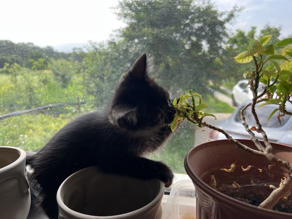 Donez pisoi in varsta de 2 luni