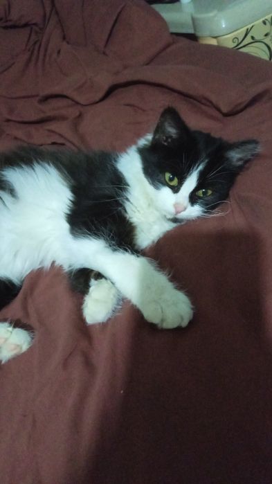 Бесплатно кошечка