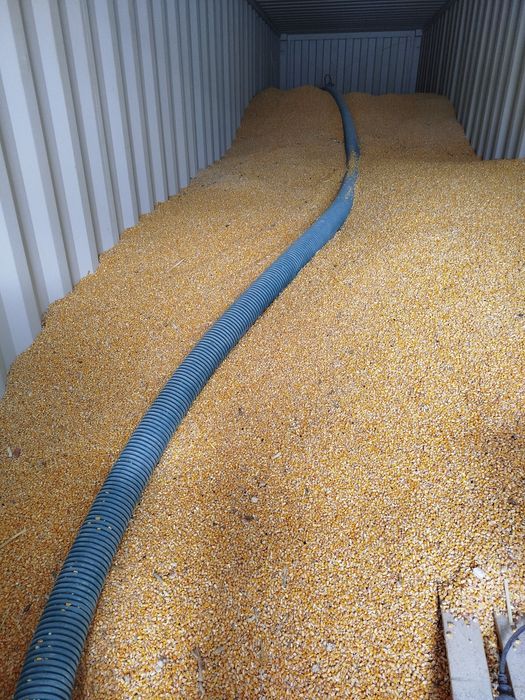 Vând Porumb 1.50 ron kg