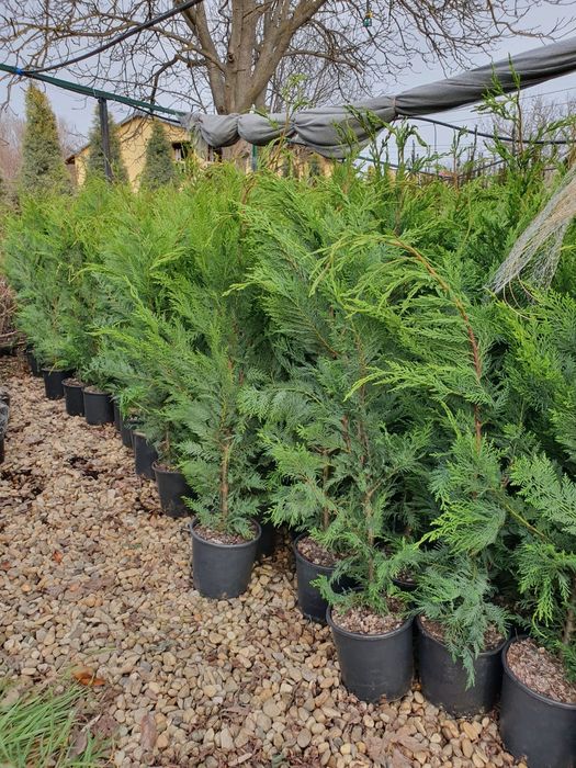 Pret minim garantat, Leylandii super soluție pentru gard viu