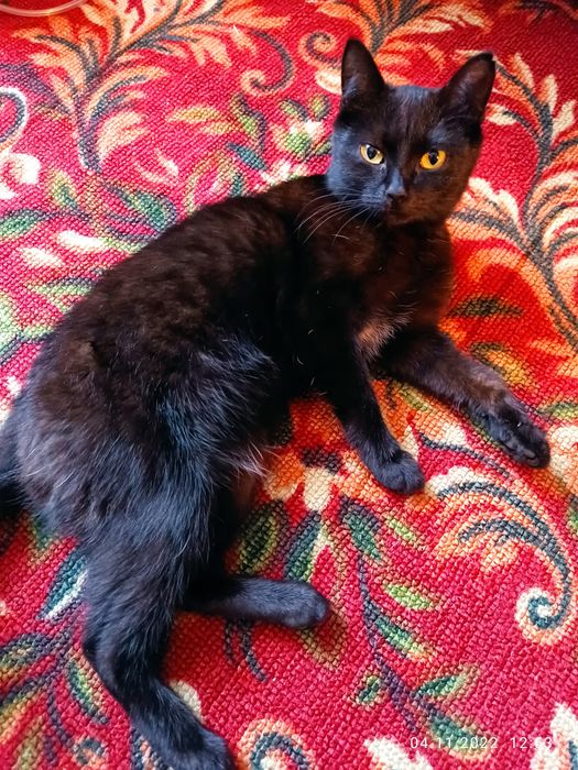 Отдам в добрые руки