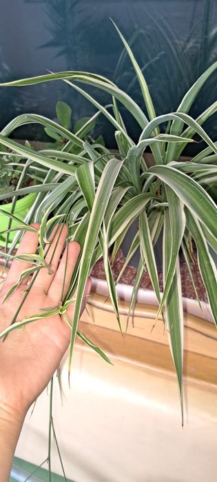 Chlorophytum / Растението Паяк