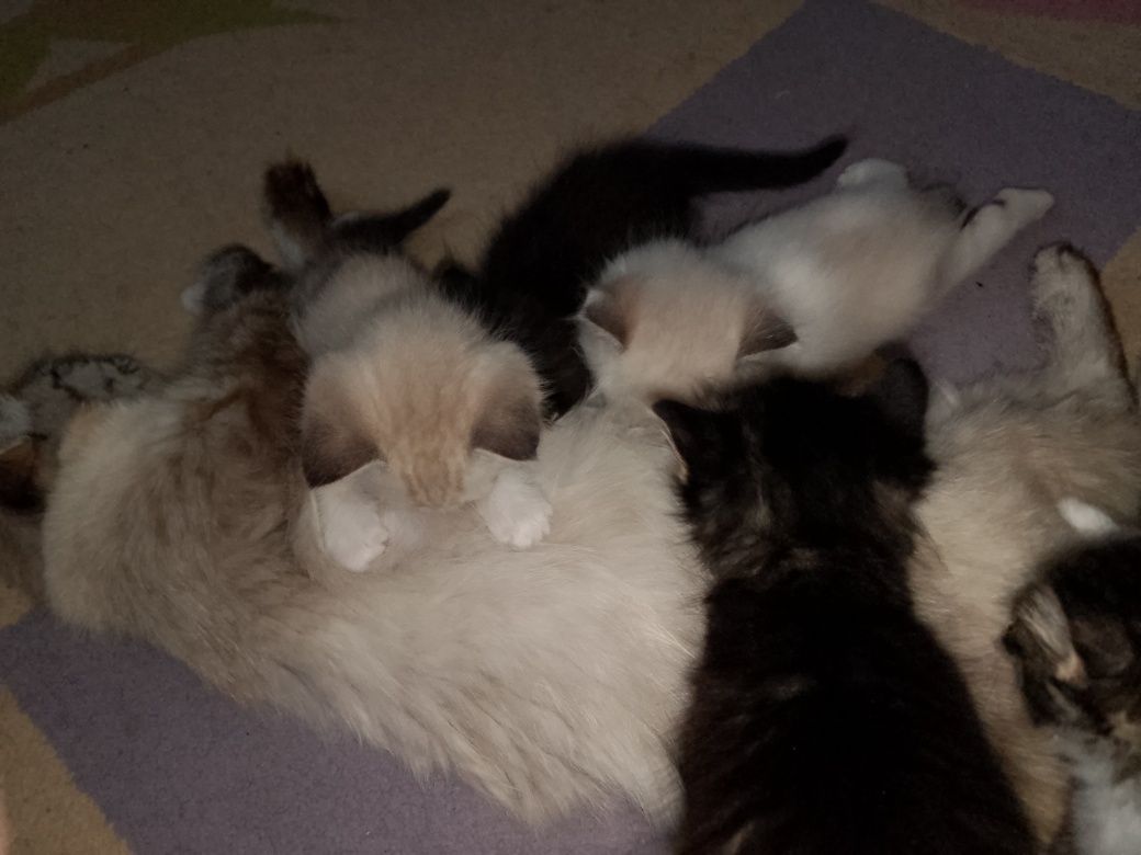 Отдам котят даром