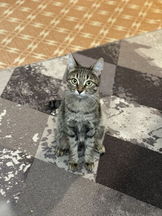 Отдам кошку в добрые руки