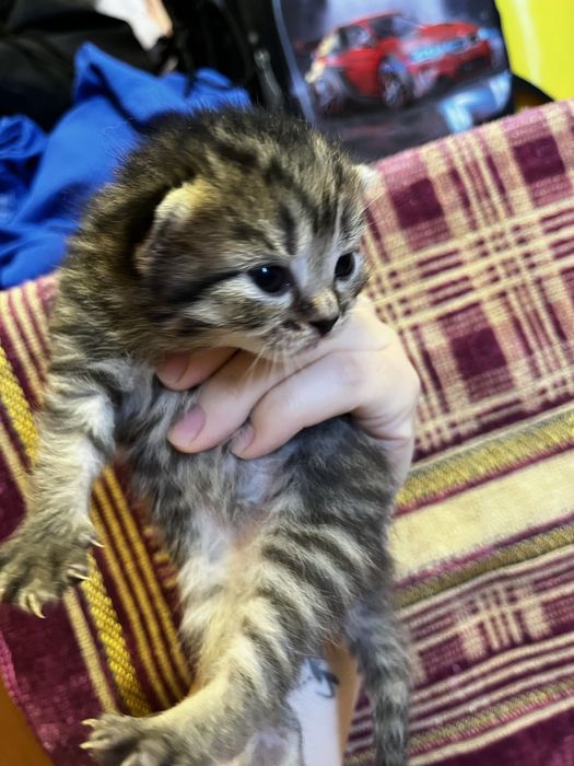 Шотландские скотиш фолд