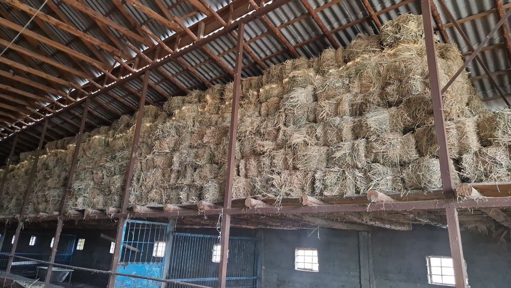 Жонышка  прес 2орым