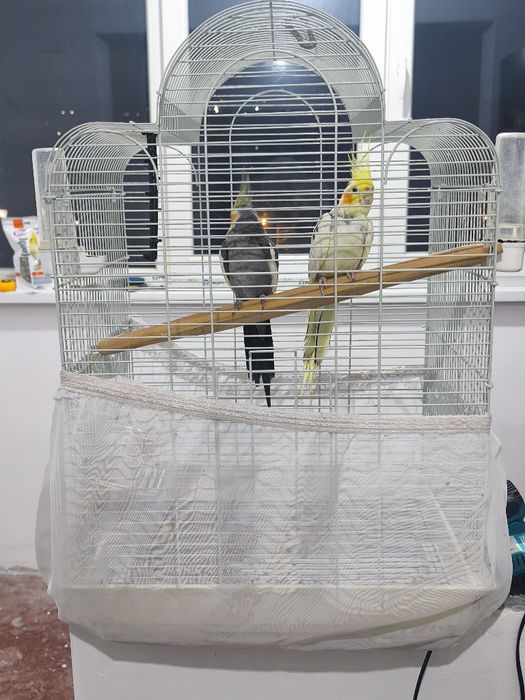 Продавам Корели на 3г. Заедно с клетката.