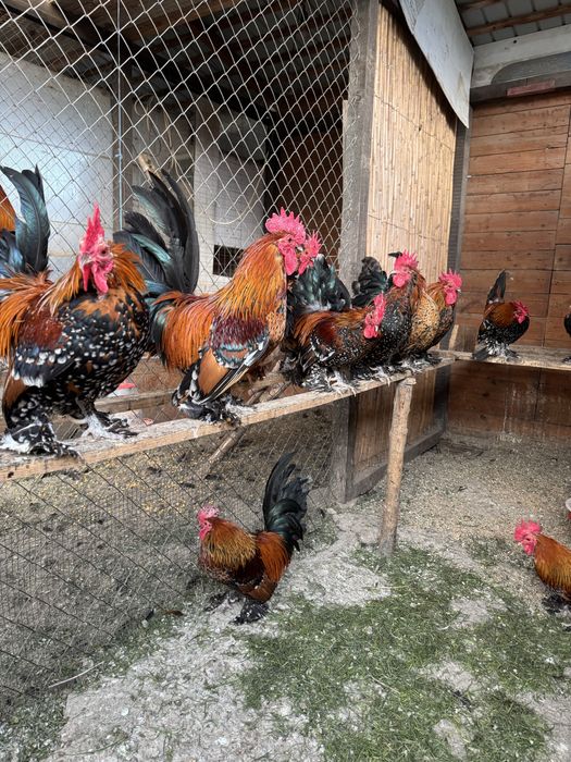 Mii de flori auriu portelan pe rosu