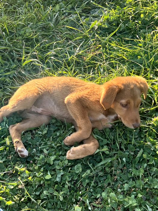 два щеночка-девочки ищут любящих хозяев, 4-4,5 месяца