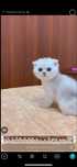 Scottish fold okras serebristiy shinshilla
