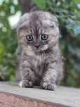 Scottish Fold de vânzare