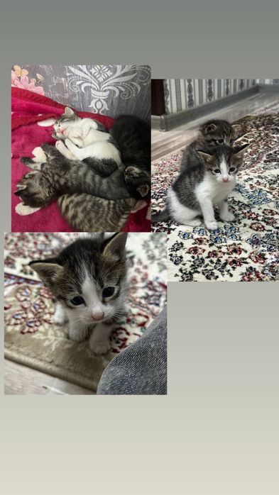 Добрые и милые котята ищут дом. Отдам котят в добрые руки.