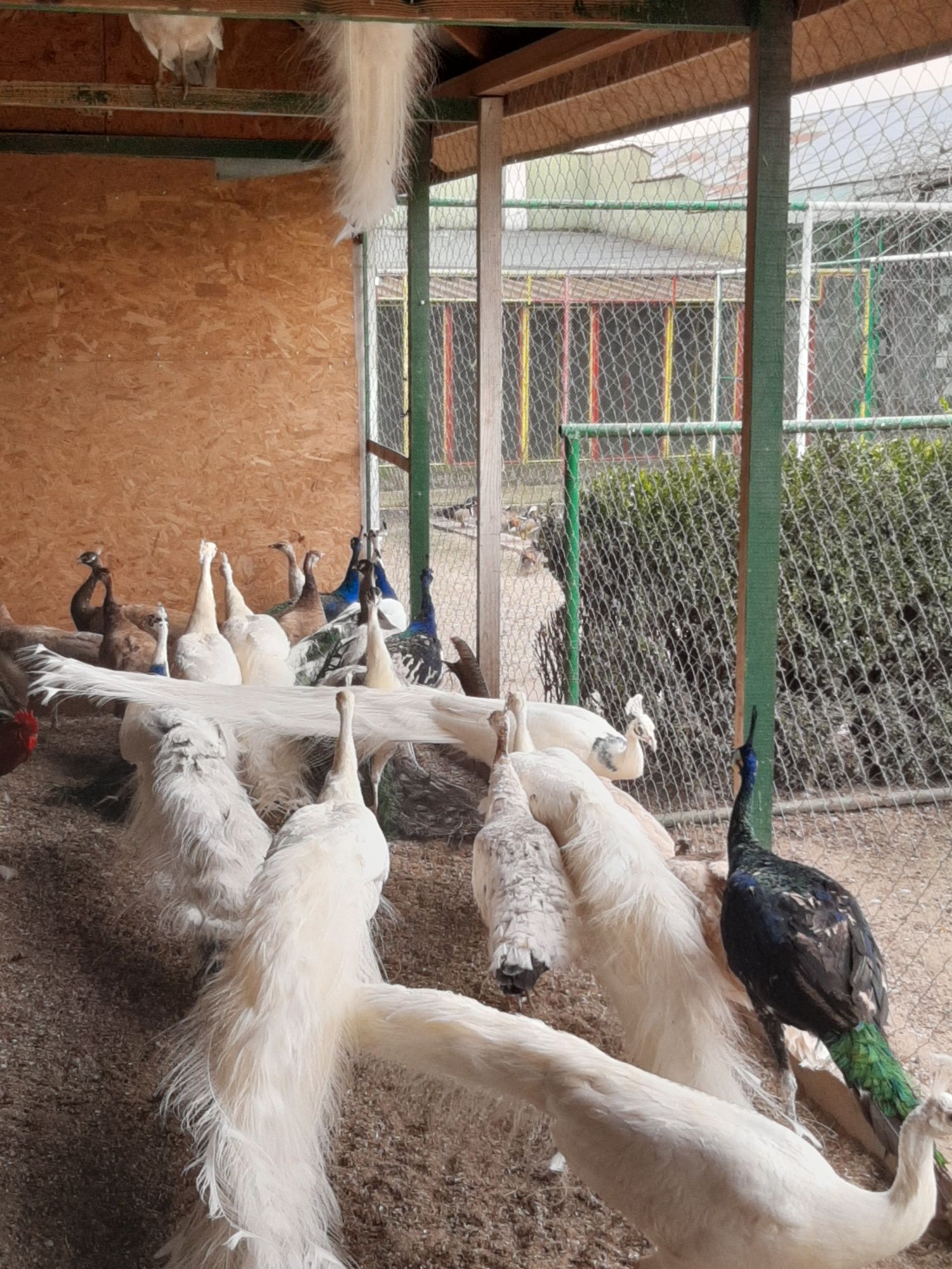 Păuni maturi și tineri diferite culori