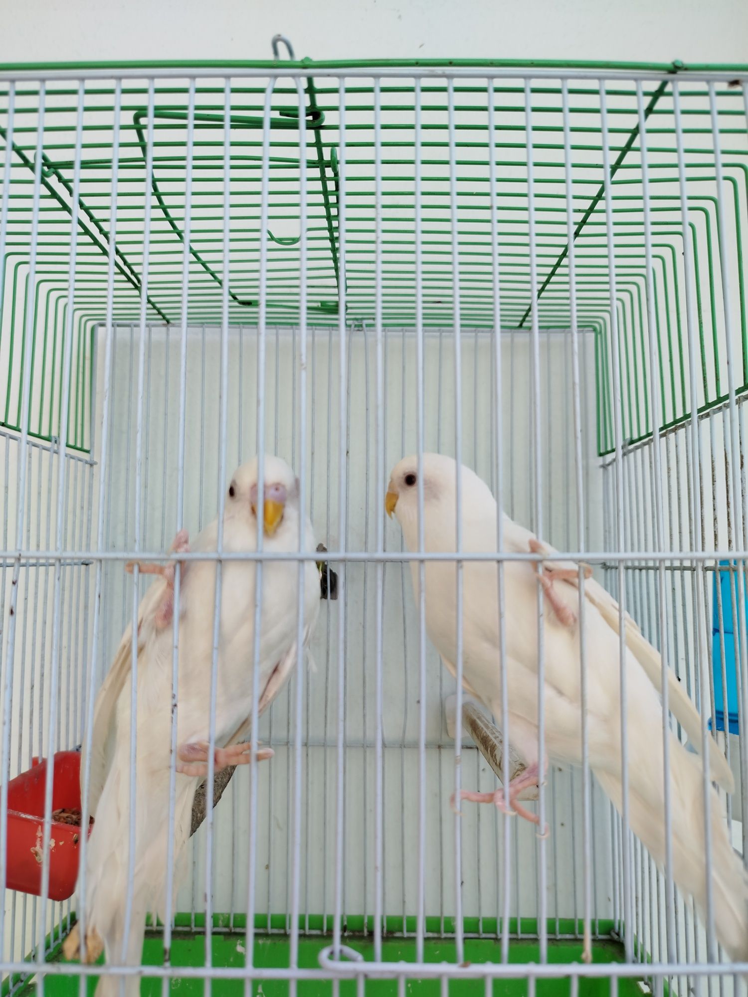 Papugay albinos kletka bn