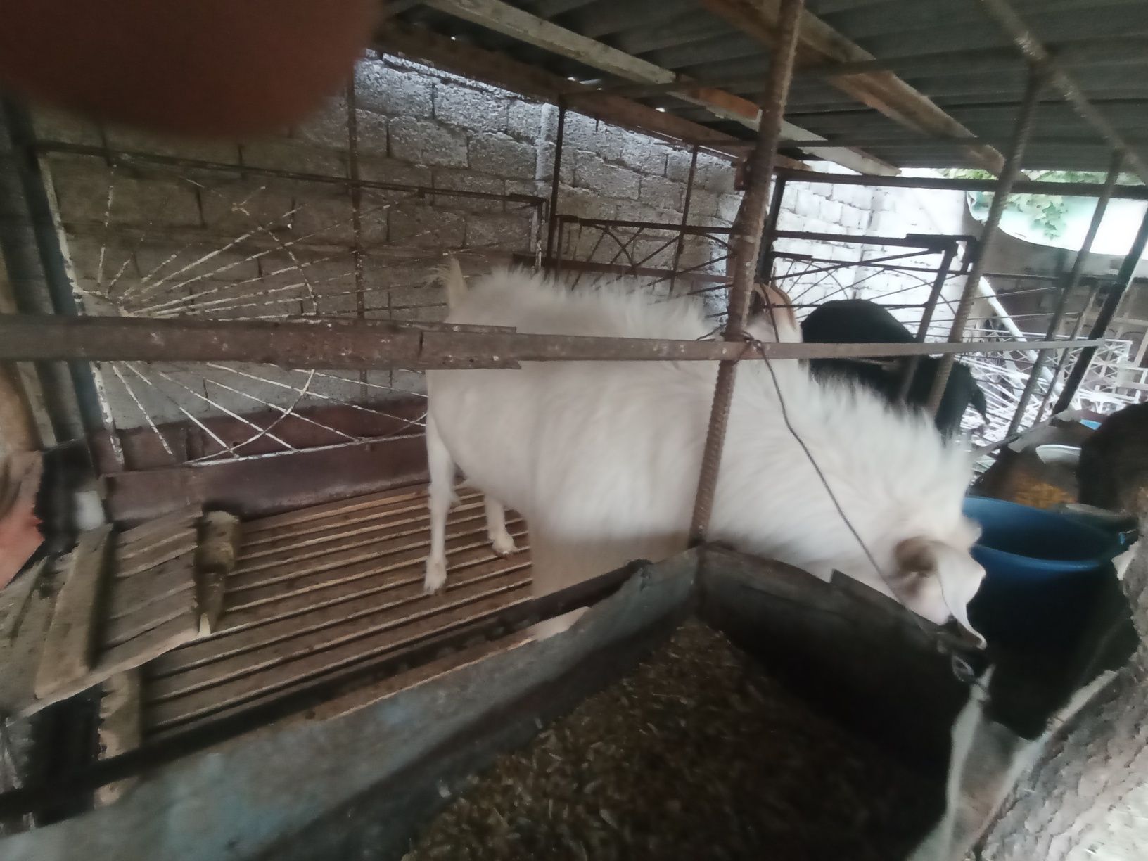 Zotga echki sotiladi