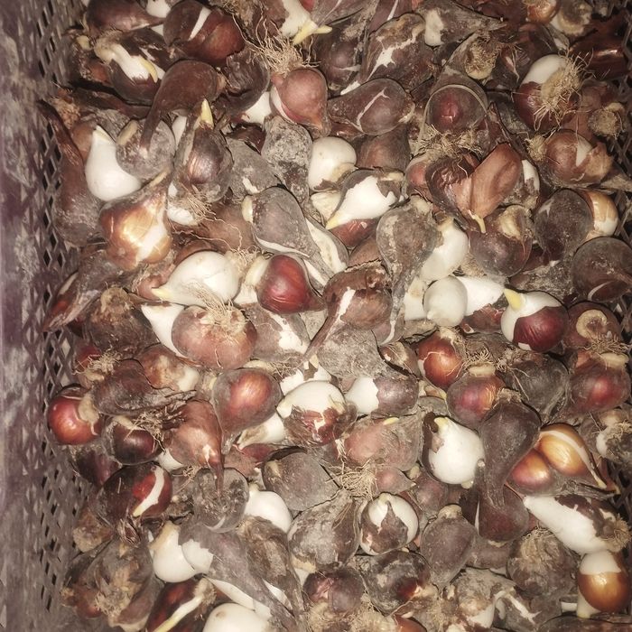 Лола пиёзи сотилади галан сорти гули котта бу́лади