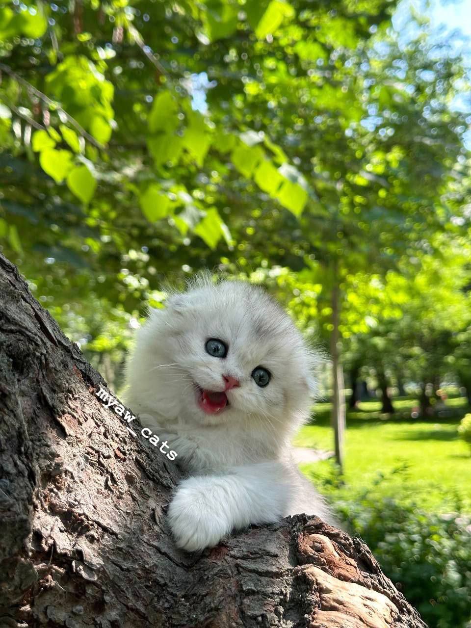 Продаётся чистокровный Шатланский Скотиш фолд очень крупные котята