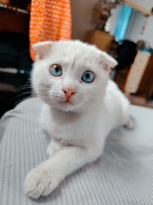 Пропал котёнок Каспер