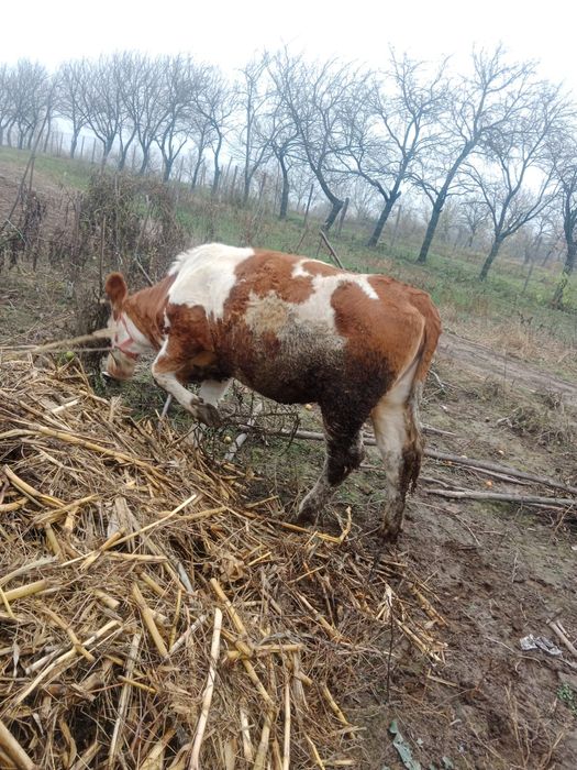 Vând juncă Bălțata Românească