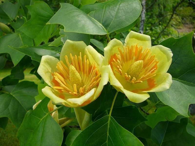 Pomi Ornamentali (Arborele De Lalea )