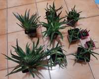 Aloe ghivece 2 tipuri