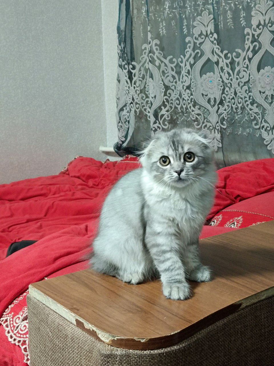 Скотиш фолд британский на взятку ждём девушек 250.000 сум