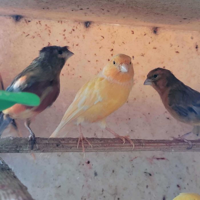 Vand canari cantatori orice culoare