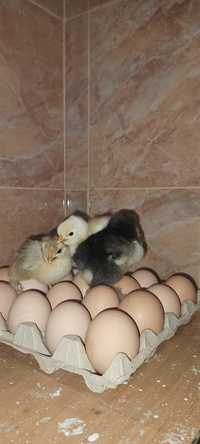 Vând ouă și pui de găină