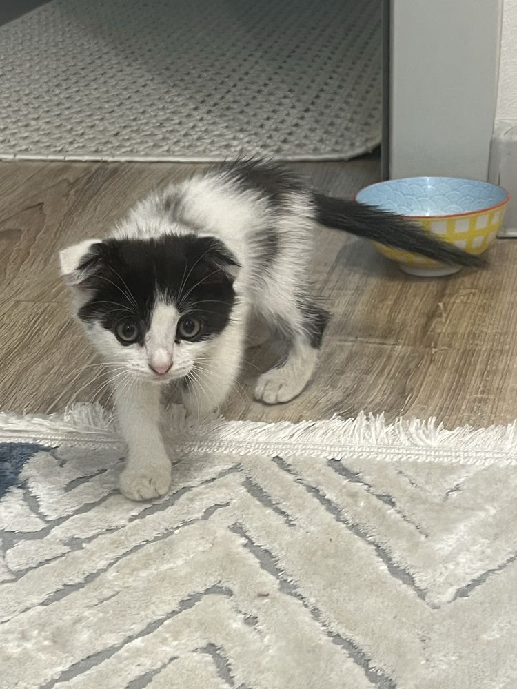 Котенок породистый вислоухий