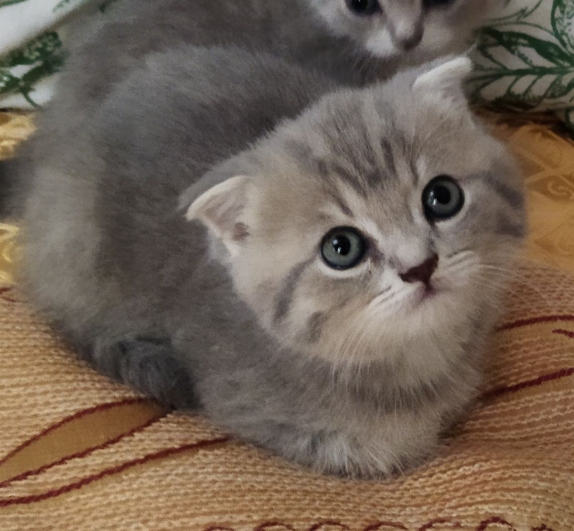 Шотландские котята