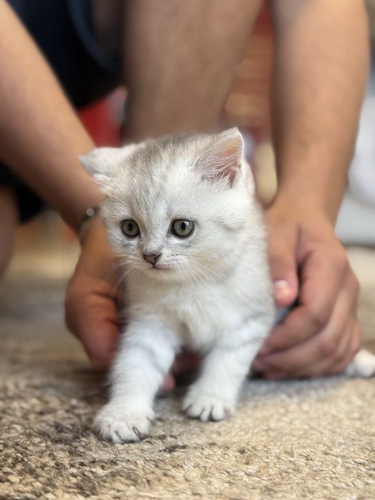 British ShortHair Chinchila