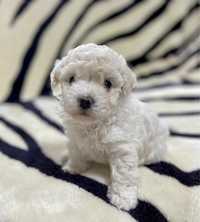 Bichon frise cu pedigree