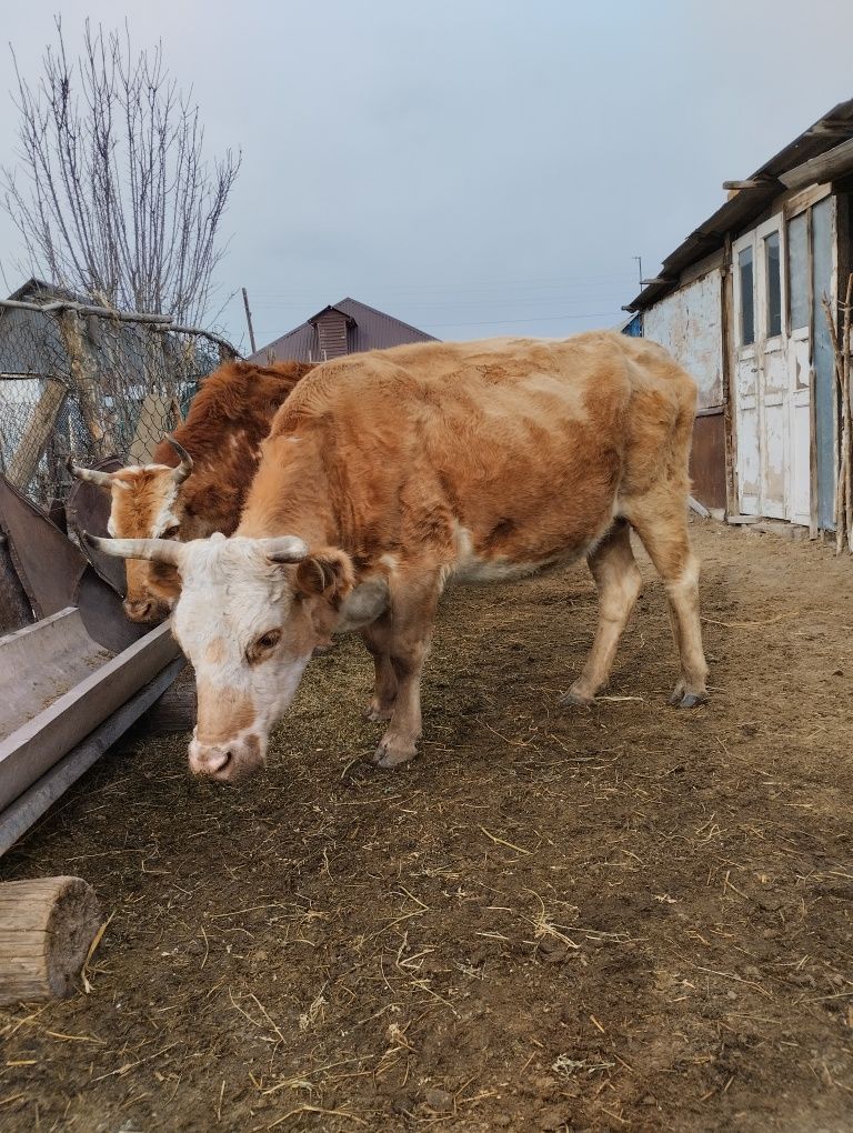 Продам Скот город Уштобе