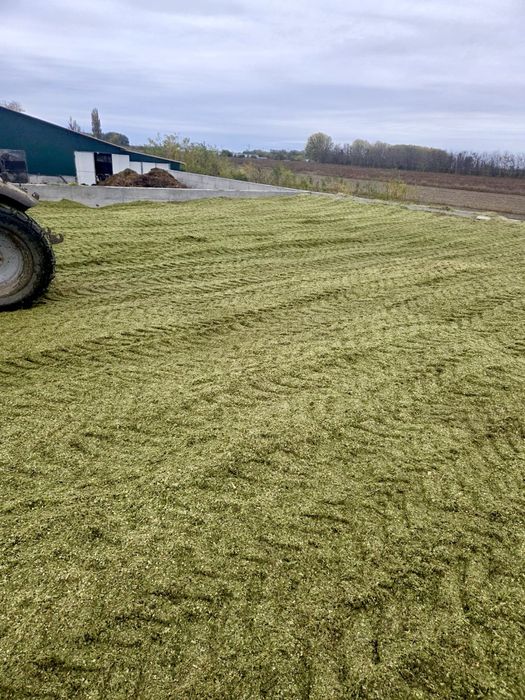 Porumb siloz ecologic