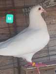 Porumbei albi voiajori