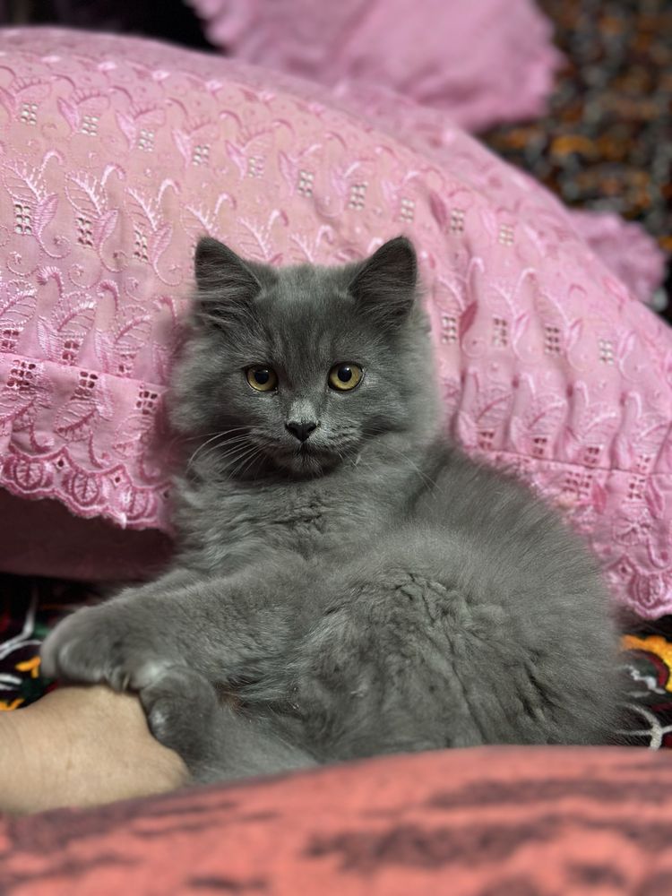Британский скотиш фолд и скотиш страйт