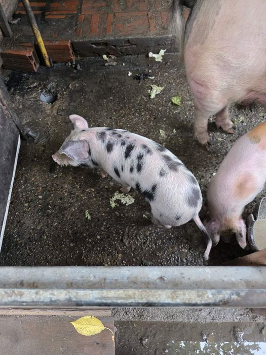 Малки прасета за продан