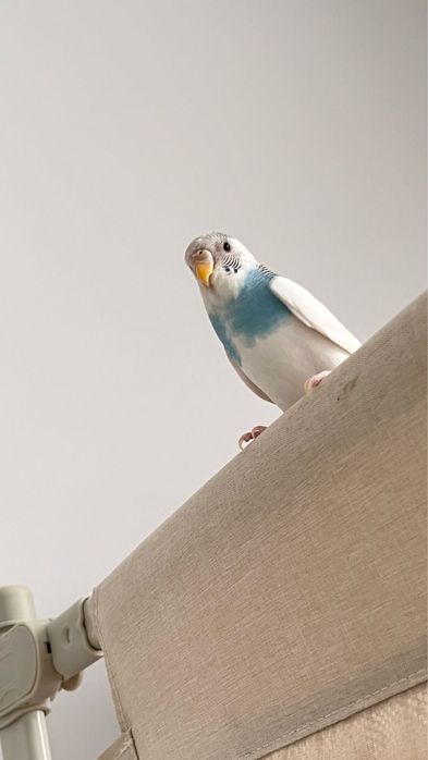 Продаем попугая