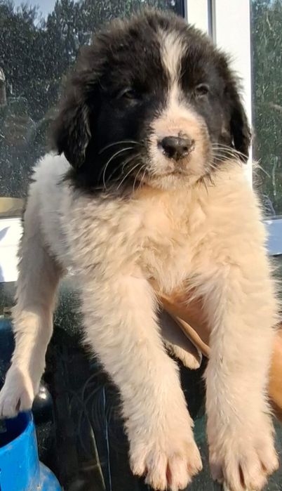 Ciobanesc Romanesc de Bucovina