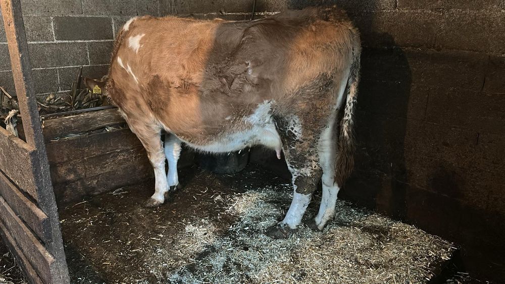 Vaca bălțată românească