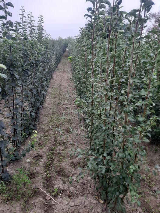 Pomi fructiferi certificati