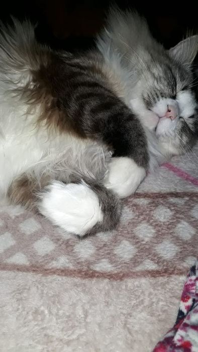 Передержка кошек