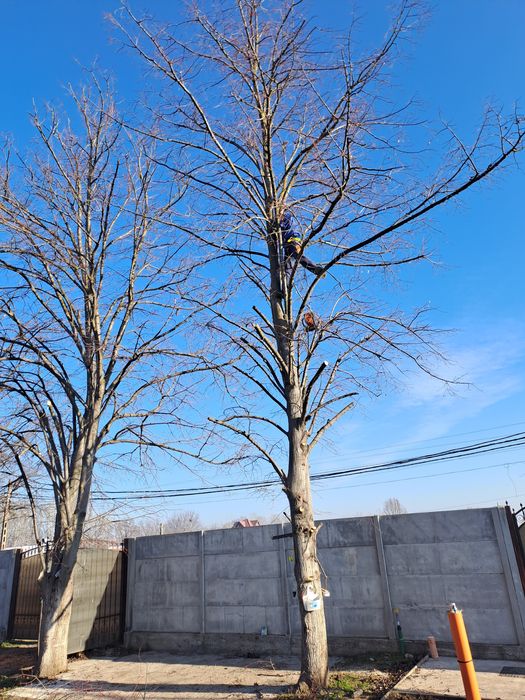 Defrișări,Tăieri,Arbori,Toaletare,Fasonare Arbori Rapid.