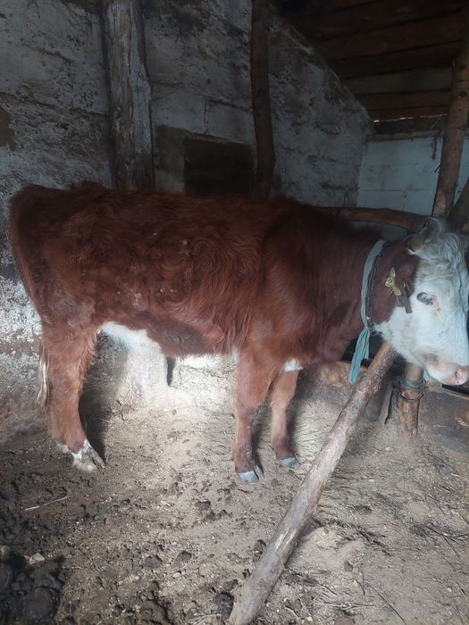 Продам телку за 360.000 теңге