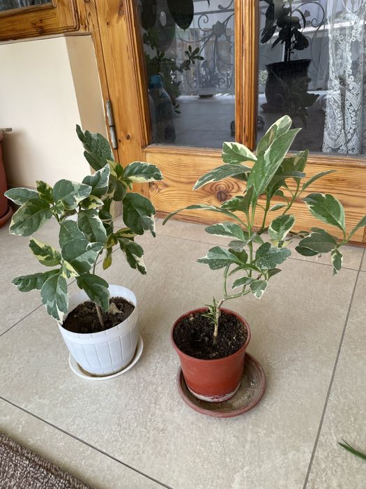 Домашние ростения