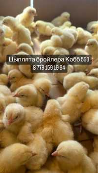 Цыплята бройлера Кооб 500